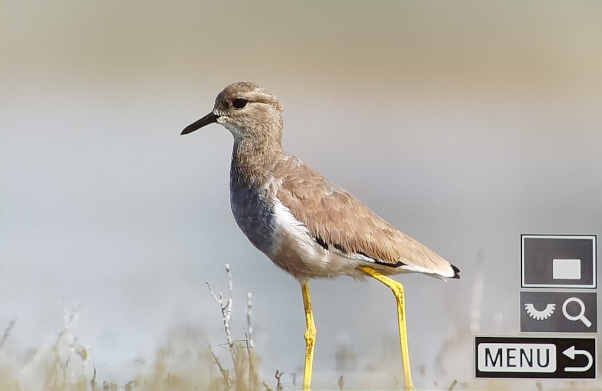 Avefría Coliblanca - ML647679486