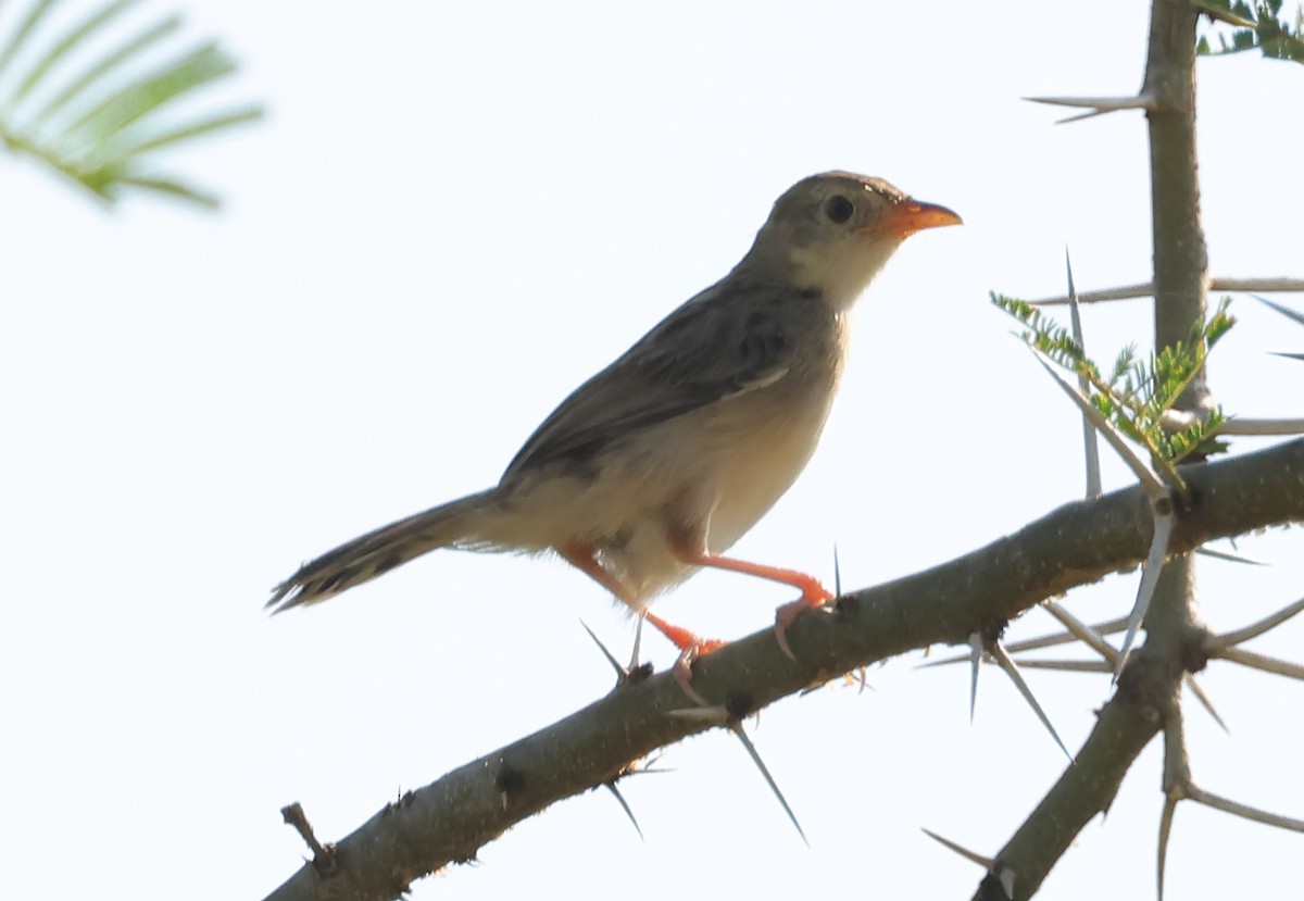 Cistícola de Natal - ML647679492