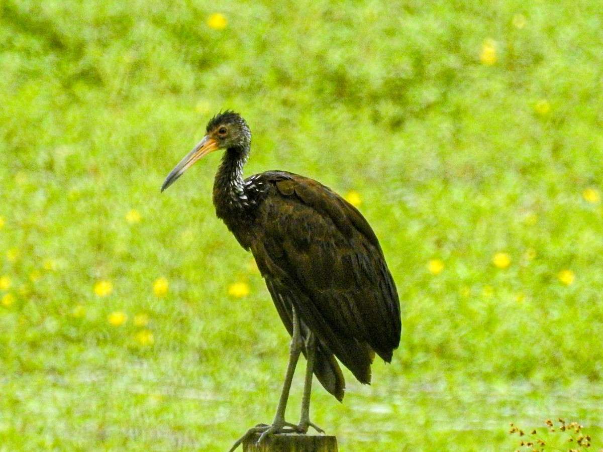 Carrao - ML647679496