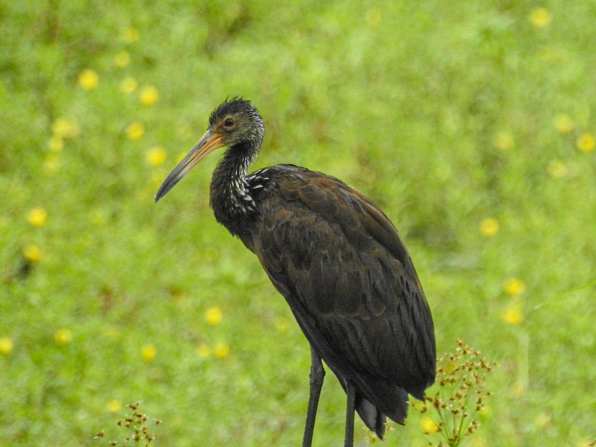 Carrao - ML647679497