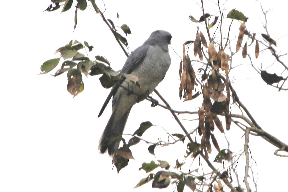 Oruguero de Java - ML647679498