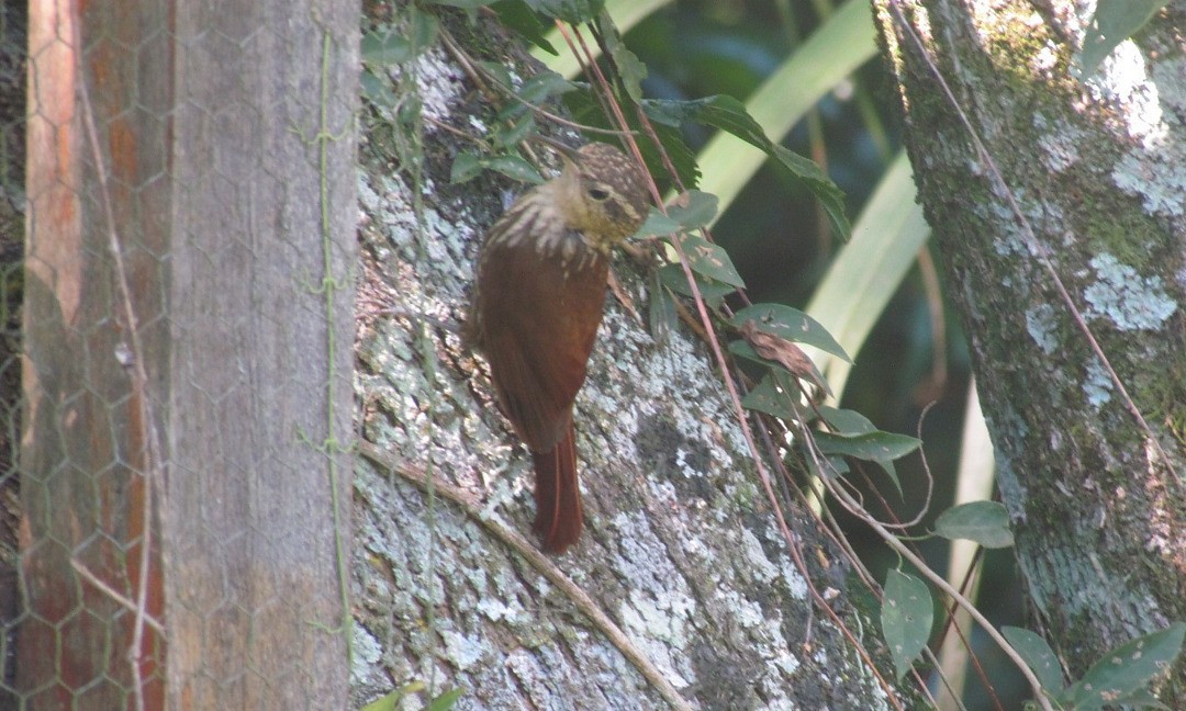 Trepatroncos Enano - ML647679500