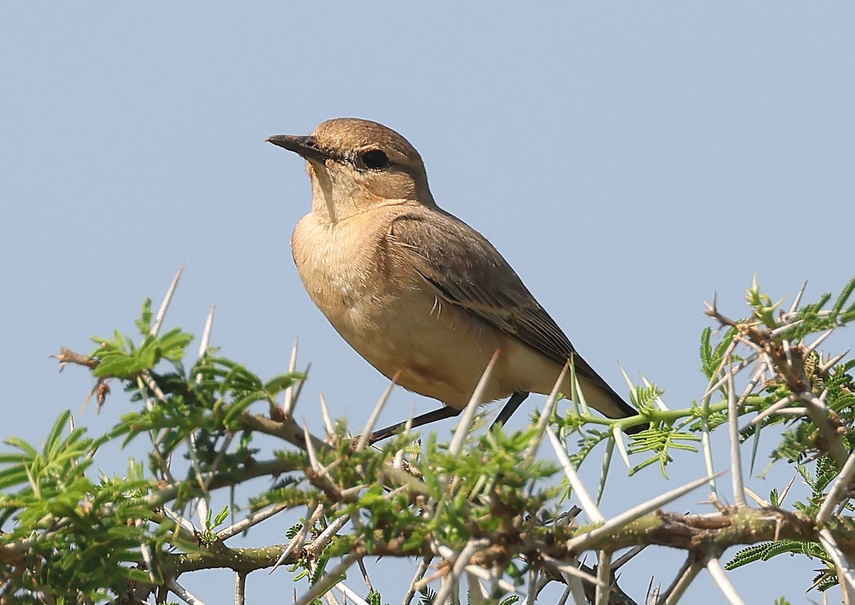 Collalba Isabel - ML647679501