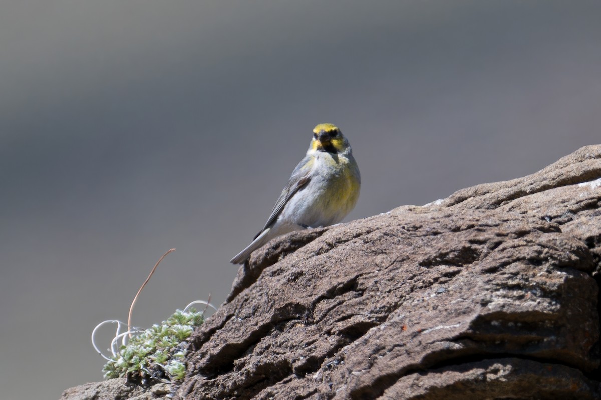 Yal Cejiamarillo (Andes) - ML647679504