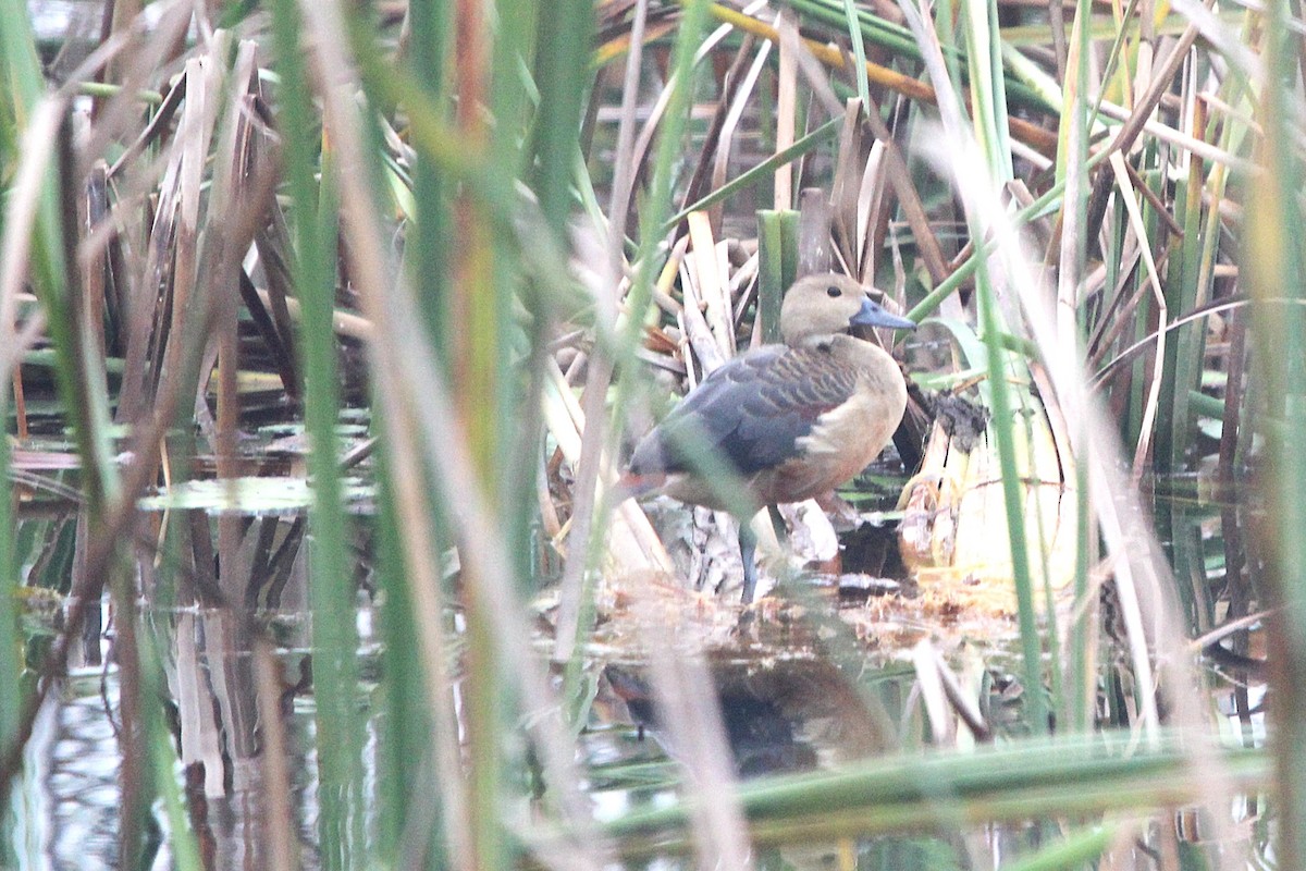 Zuhaitz-ahate javatarra - ML647679537