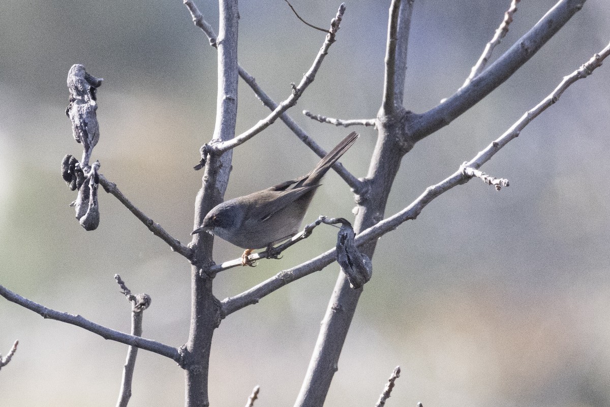Sardinian Warbler - ML647679560