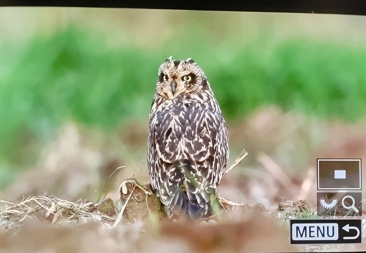 Zingira-hontza - ML647679586