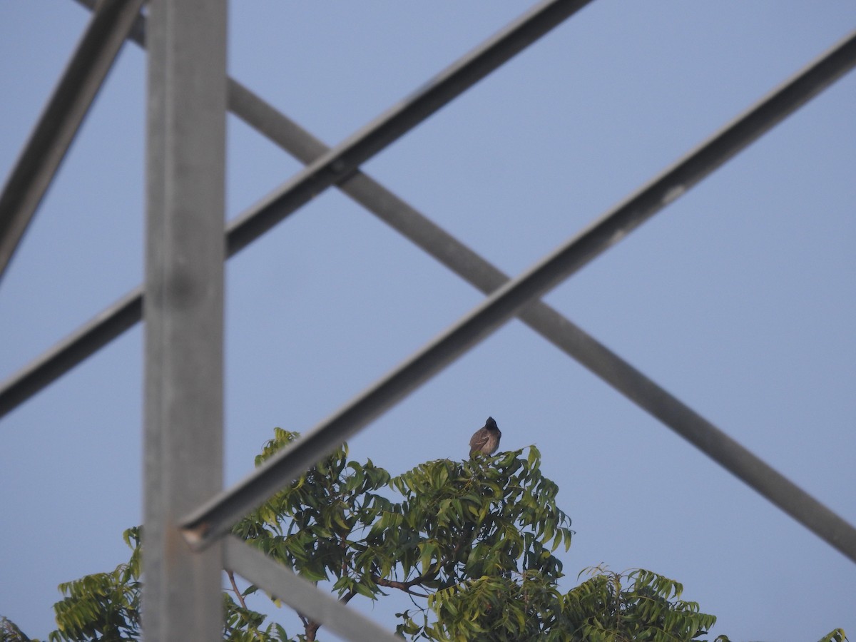 Red-vented Bulbul - ML647679596