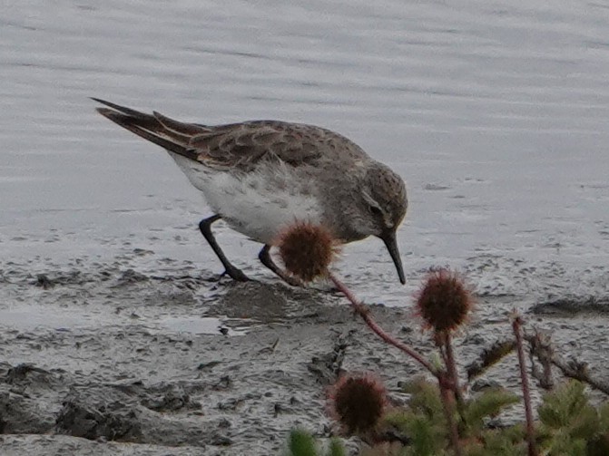 jespák tundrový - ML647679657