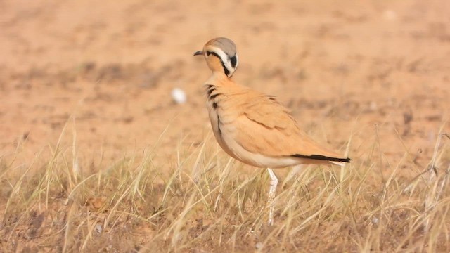 רץ מדבר - ML647679661