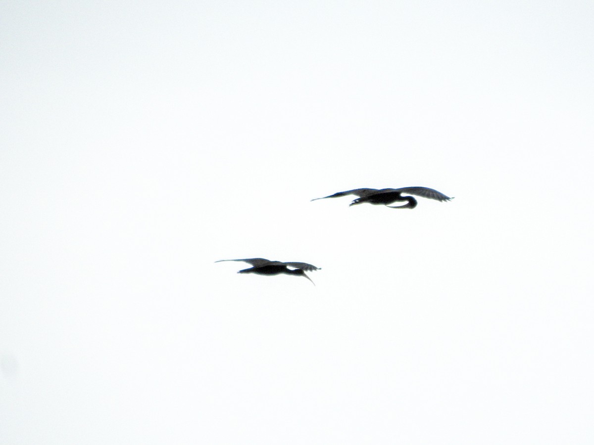 Ibis Afeitado - ML647679675