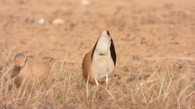 רץ מדבר - ML647679676