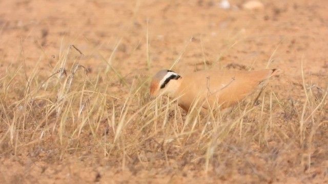 רץ מדבר - ML647679685