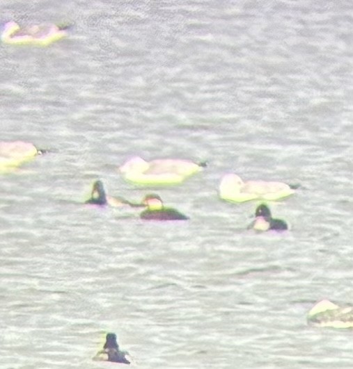 Black Scoter - ML647679700