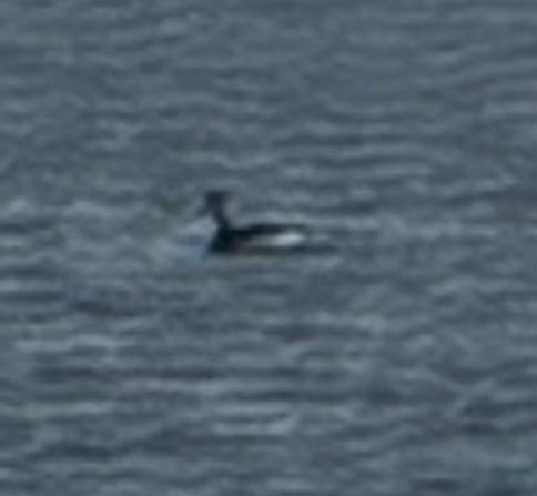 Eared Grebe - ML647679710