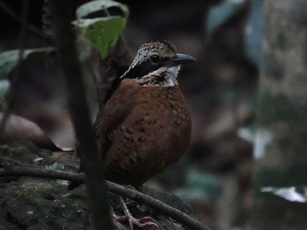 Eared Pitta - ML647679718