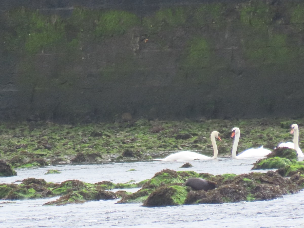 Лебідь-шипун - ML647679731