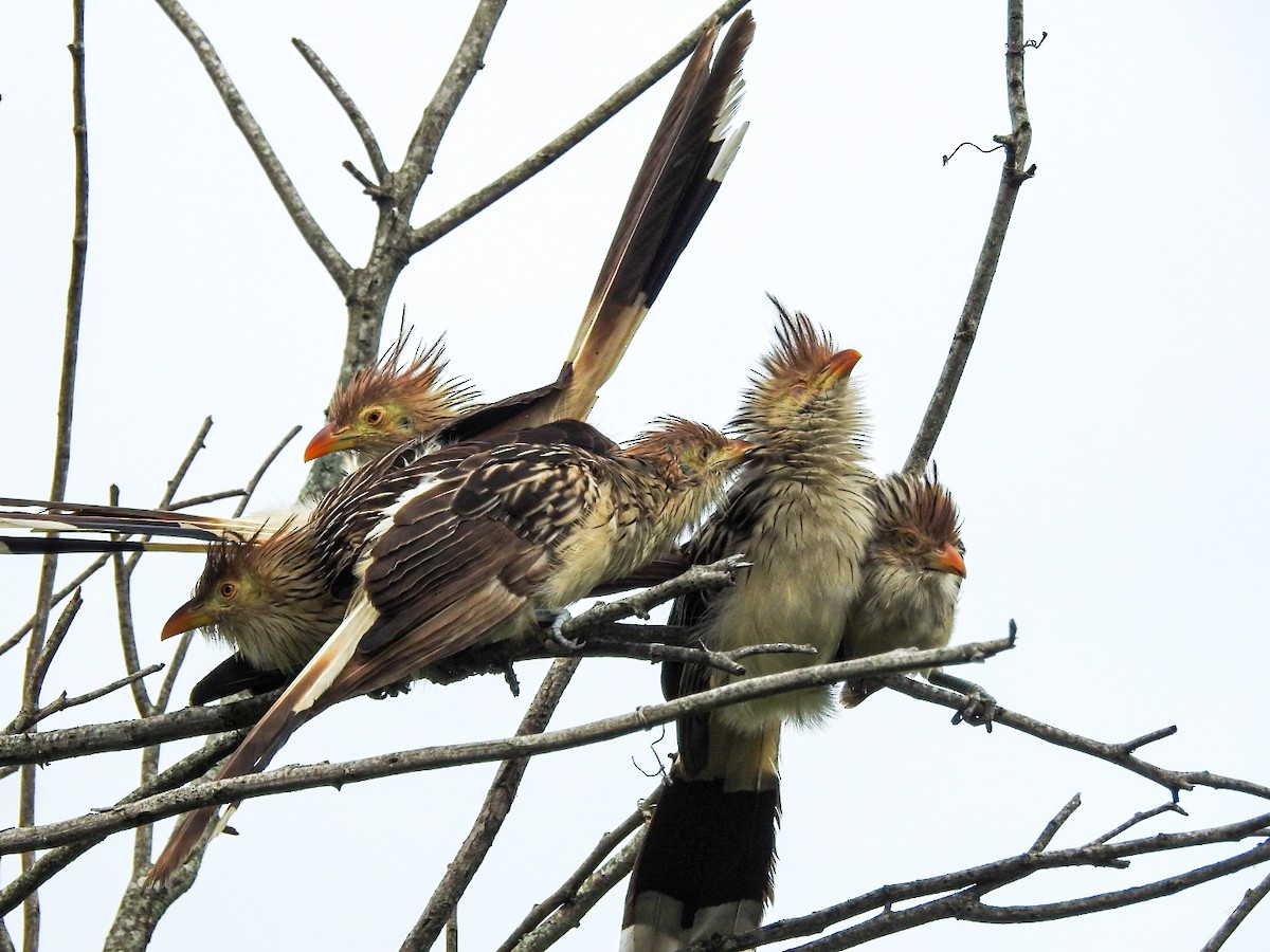 Guira Guguğu - ML647679732