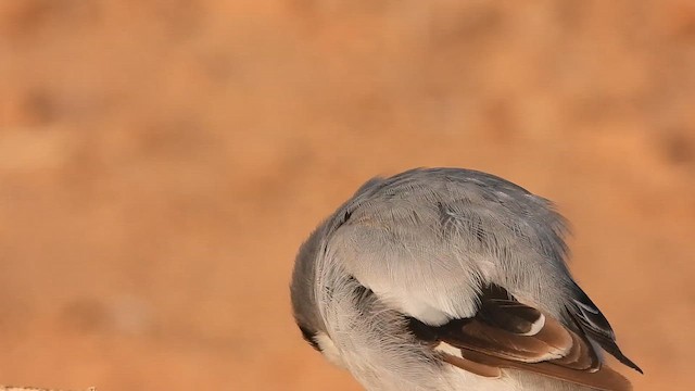 חנקן גדול - ML647679747