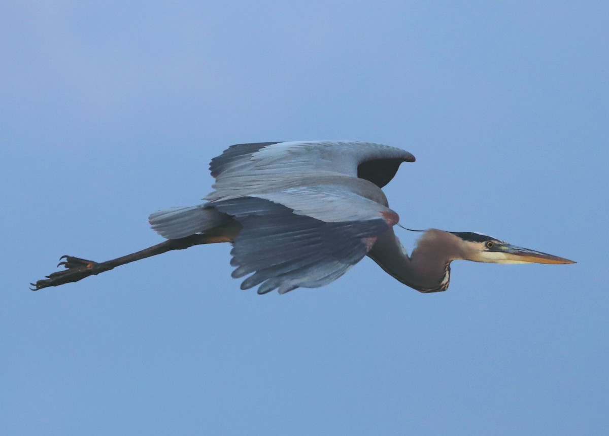 Great Blue Heron - ML647679749