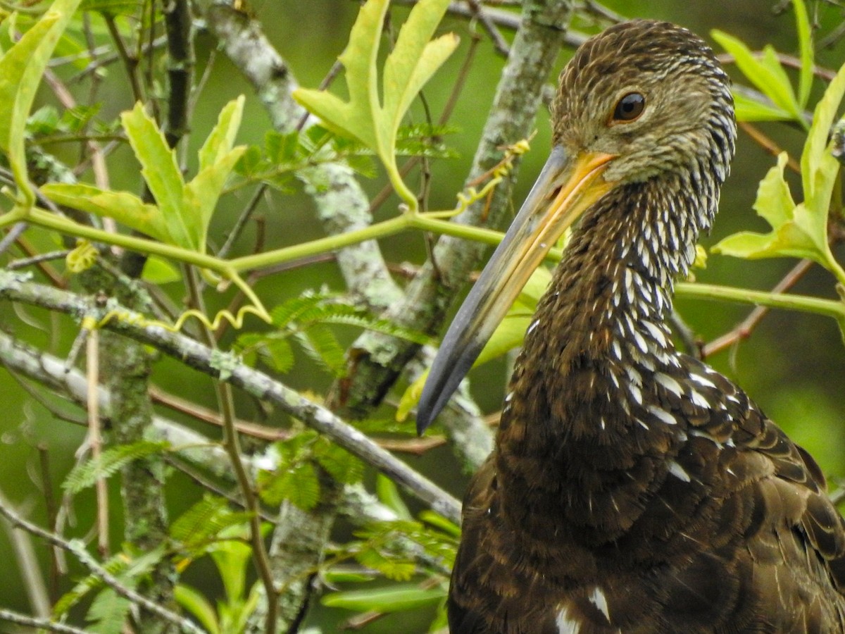 Limpkin - ML647679750