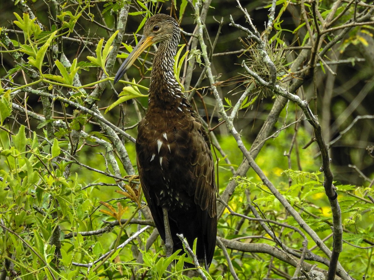 Limpkin - ML647679751