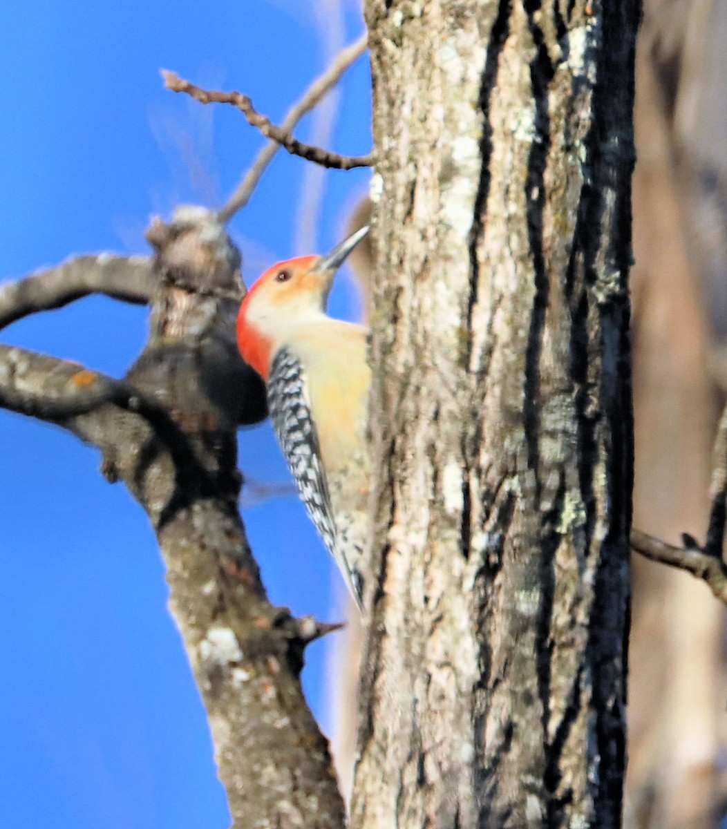 Red-bellied Woodpecker - ML647679753
