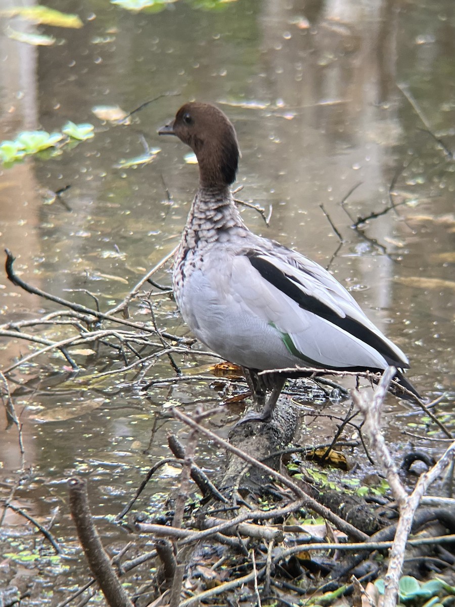 Maned Duck - ML647679755