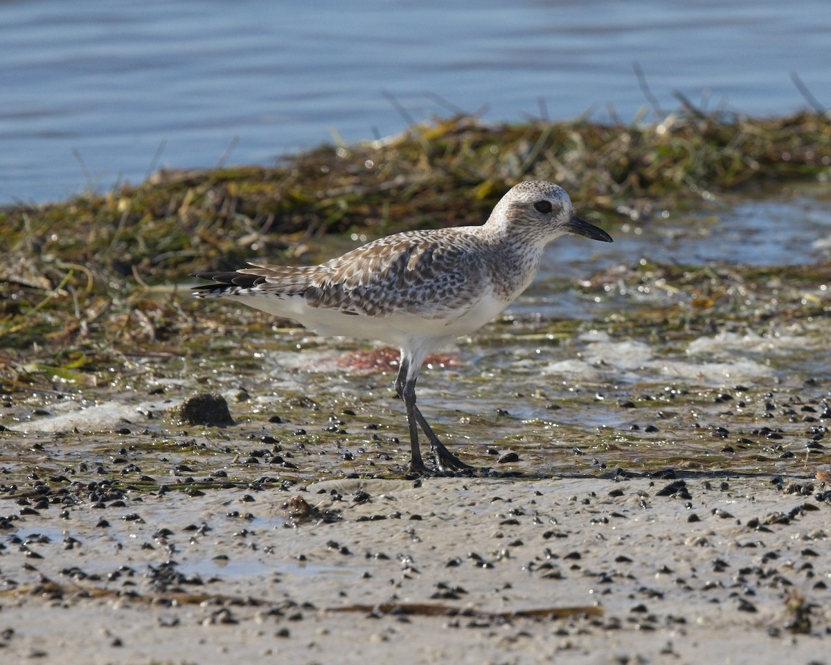 灰斑鴴 - ML647679756