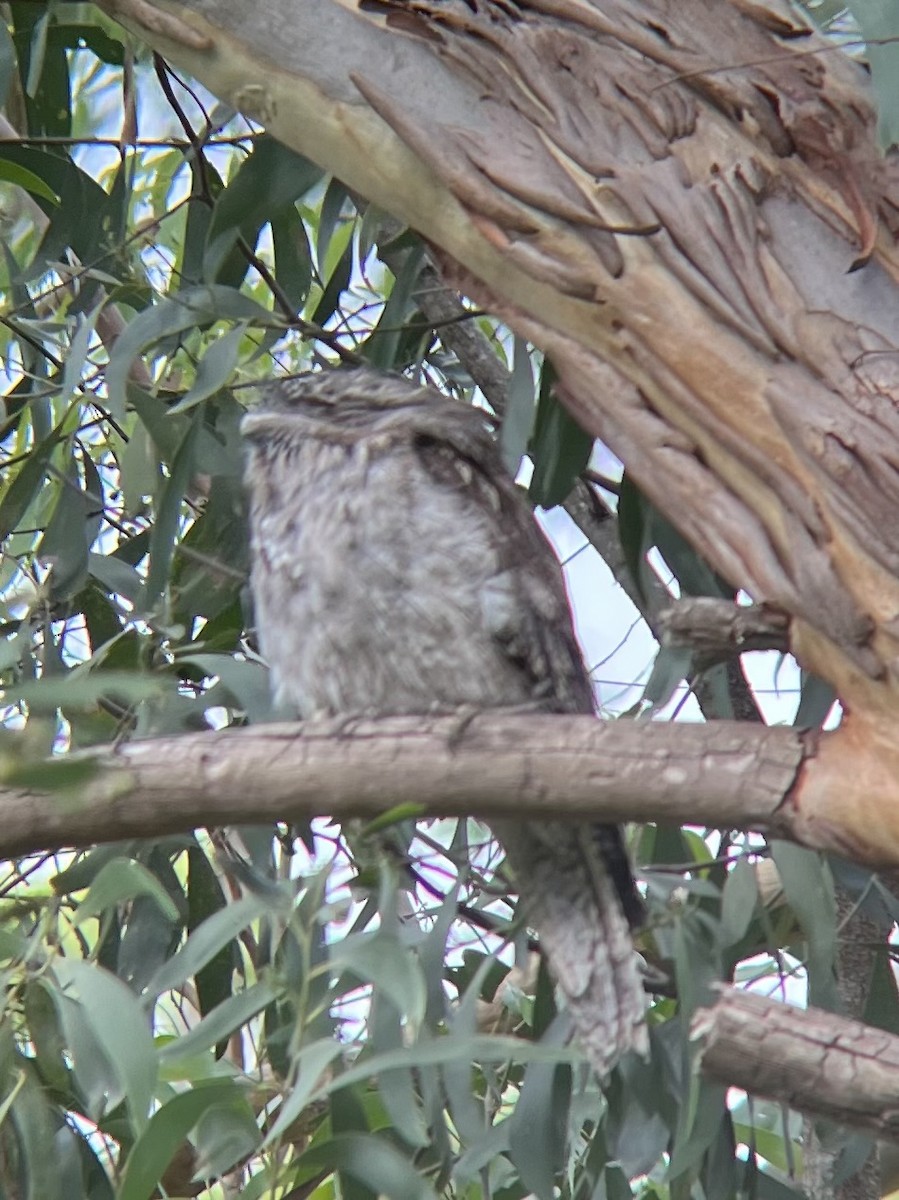 Tawny Frogmouth - ML647679758