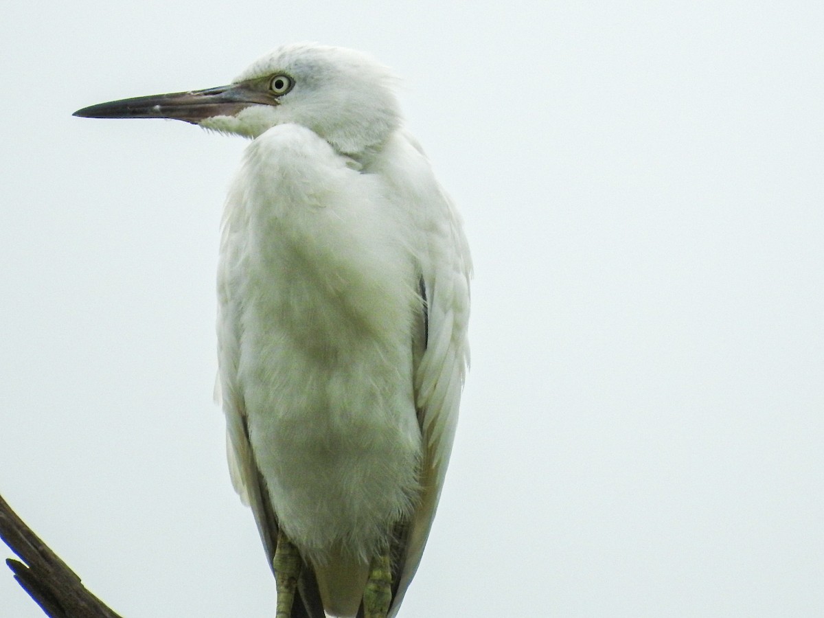 Little Blue Heron - ML647679759