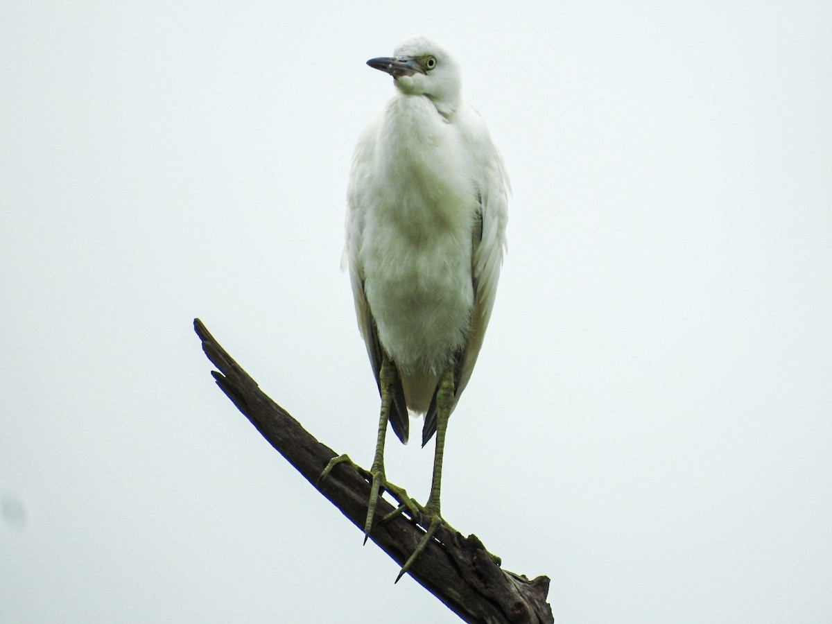 Little Blue Heron - ML647679760
