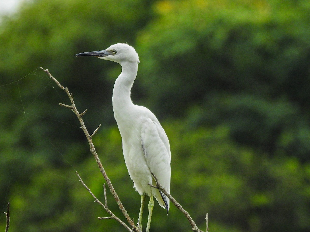 Little Blue Heron - ML647679761