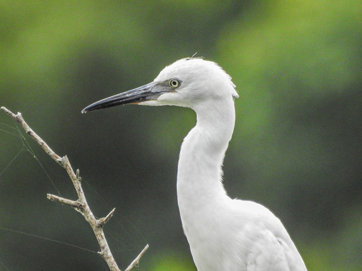 Little Blue Heron - ML647679762