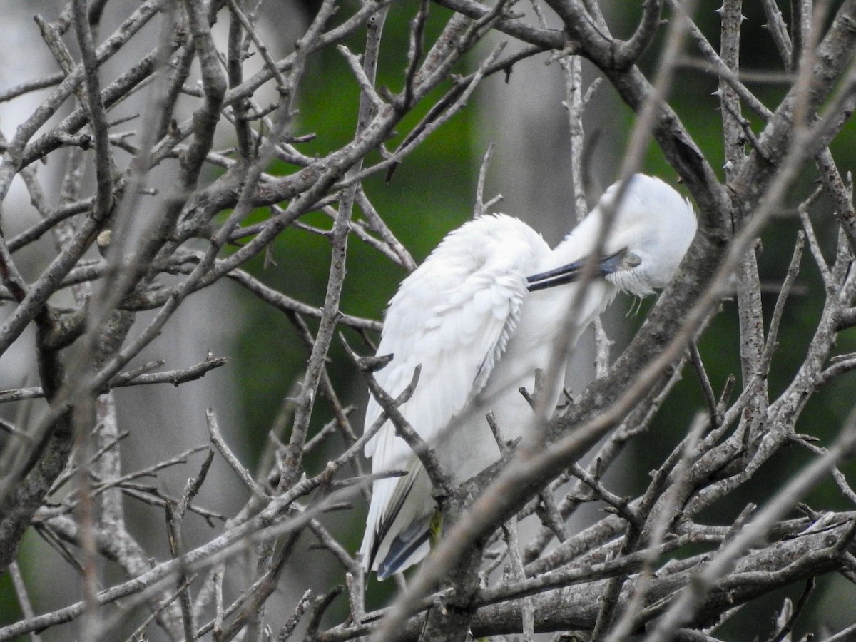 Little Blue Heron - ML647679763