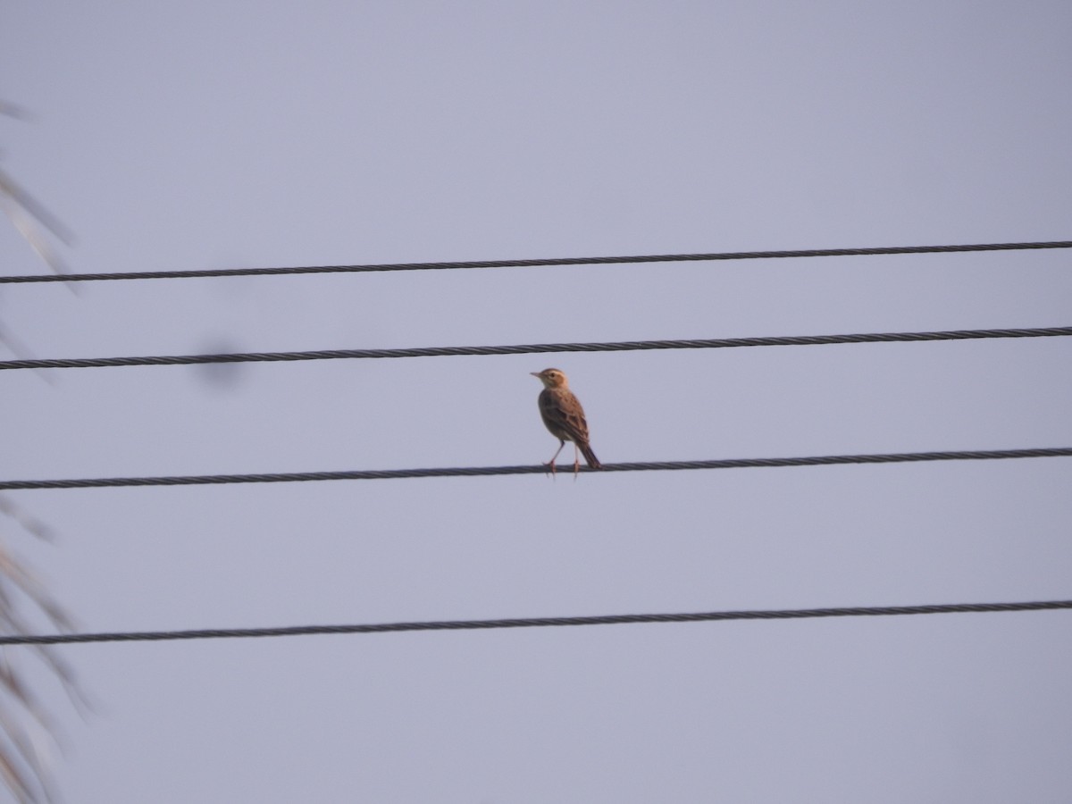 稻田鷚 - ML647679764