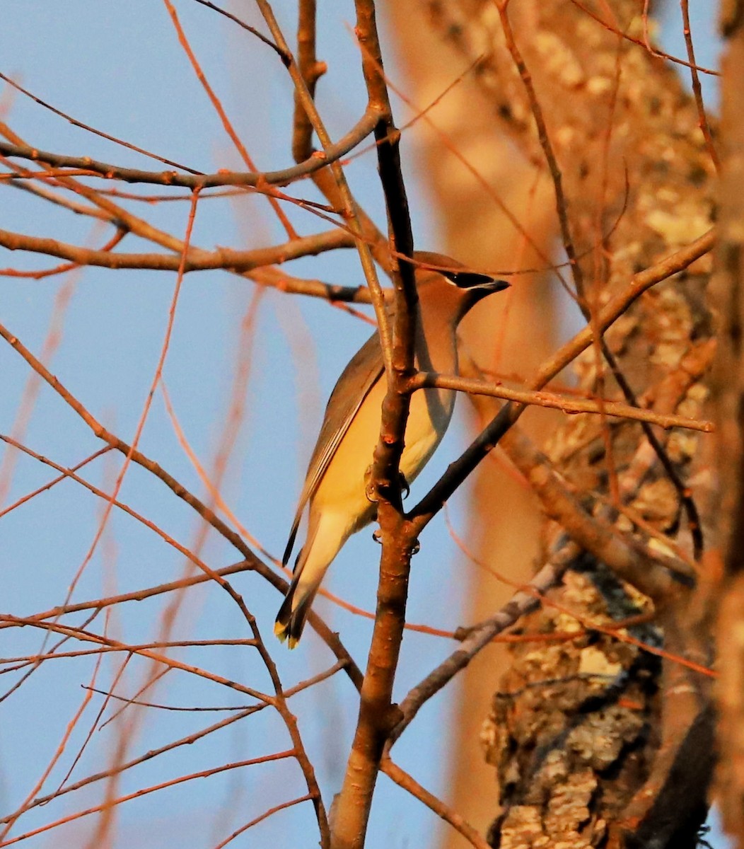 Cedar Waxwing - ML647679765