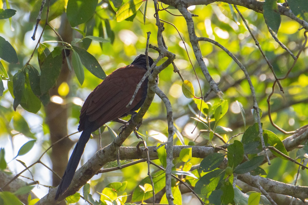 褐翅鴉鵑 - ML647679766