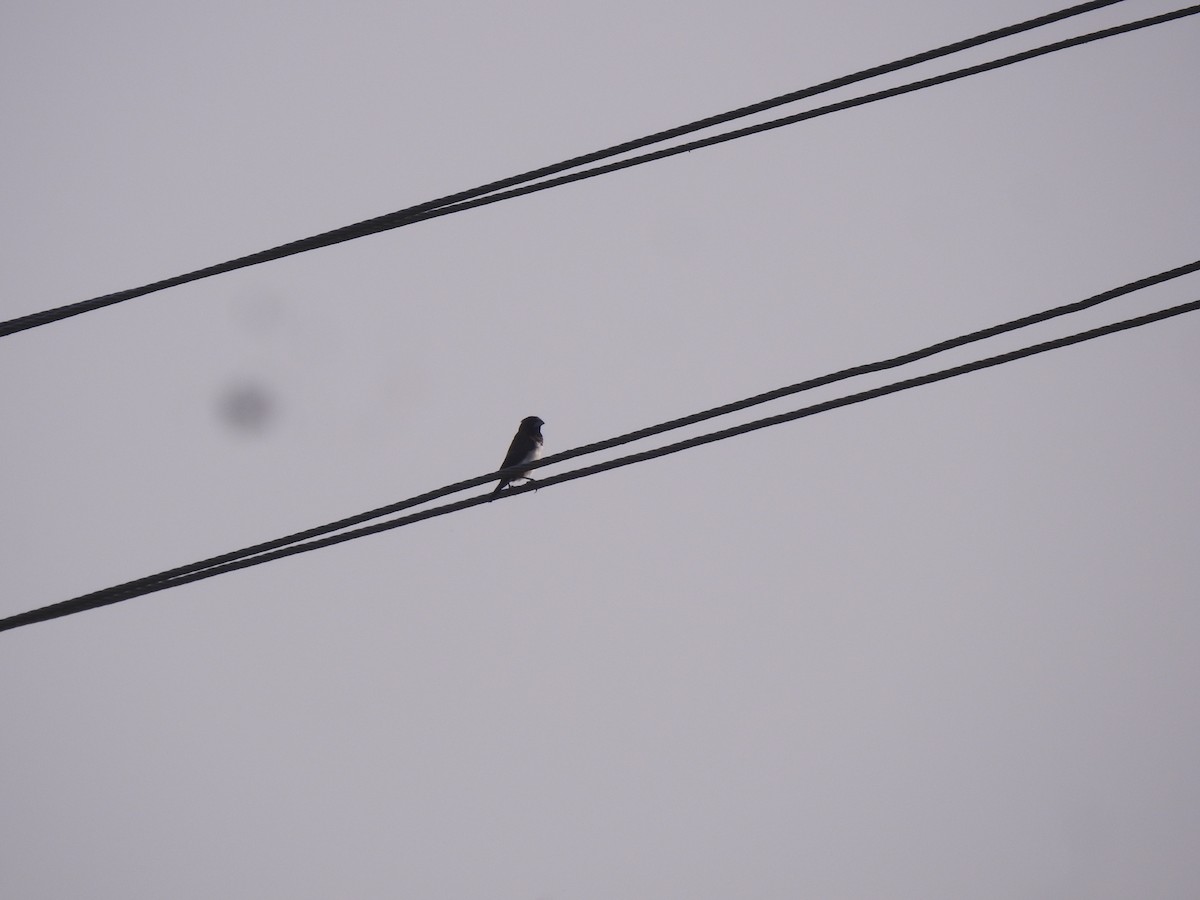 白腰文鳥 - ML647679767