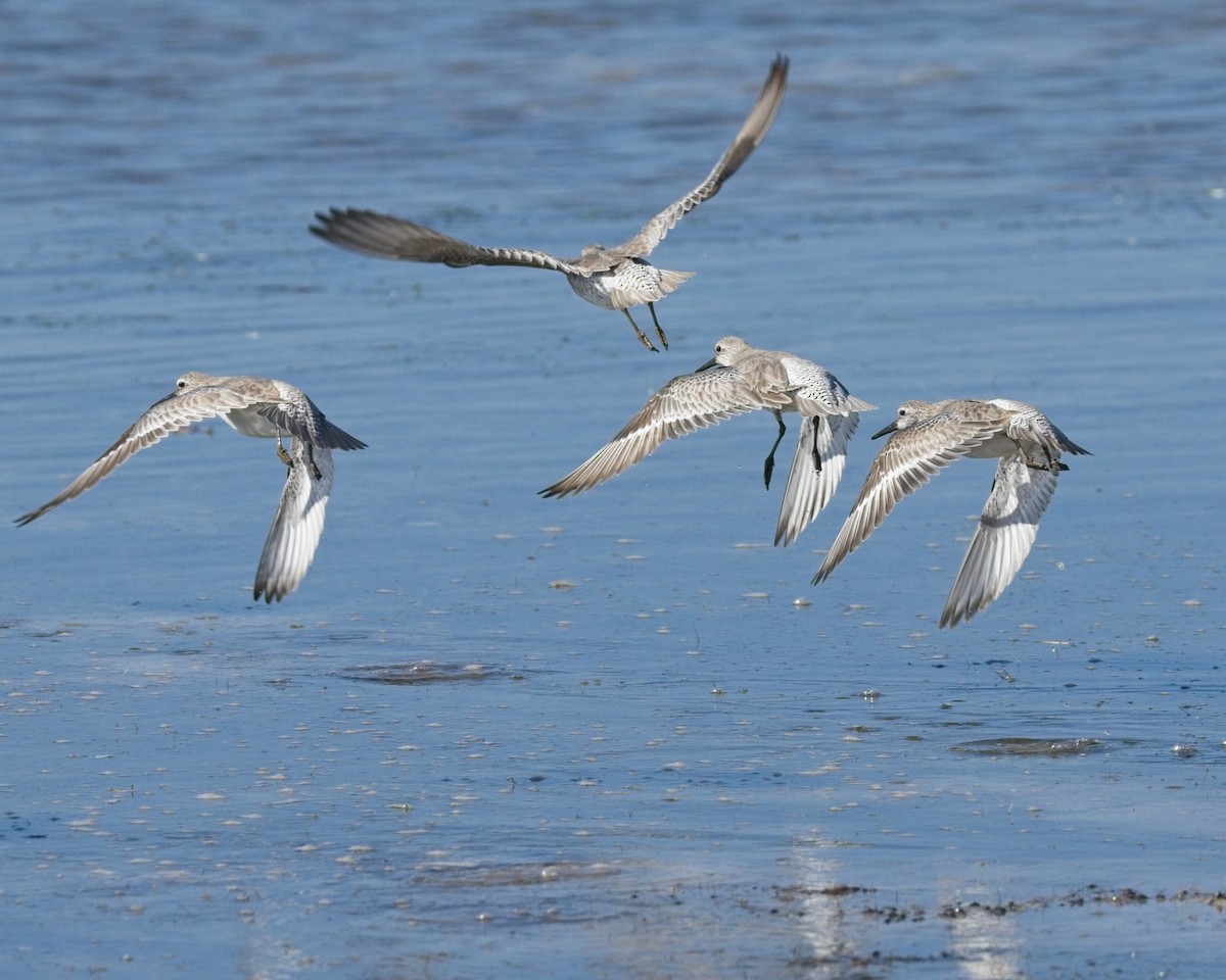 紅腹濱鷸 - ML647679768