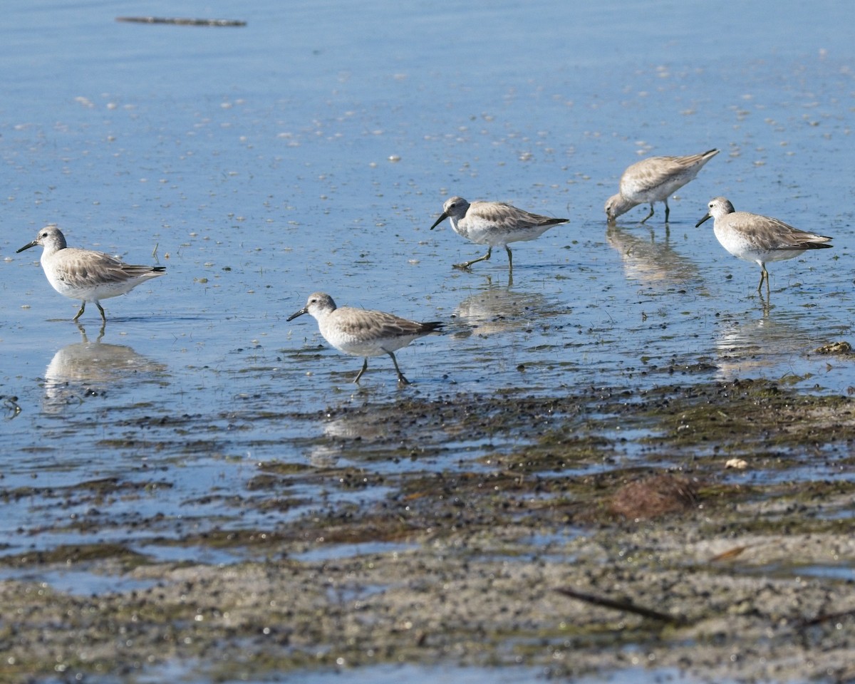 紅腹濱鷸 - ML647679769