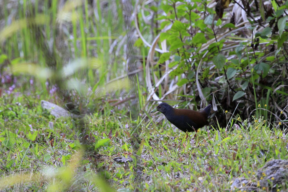 Black-tailed Crake - ML647679774