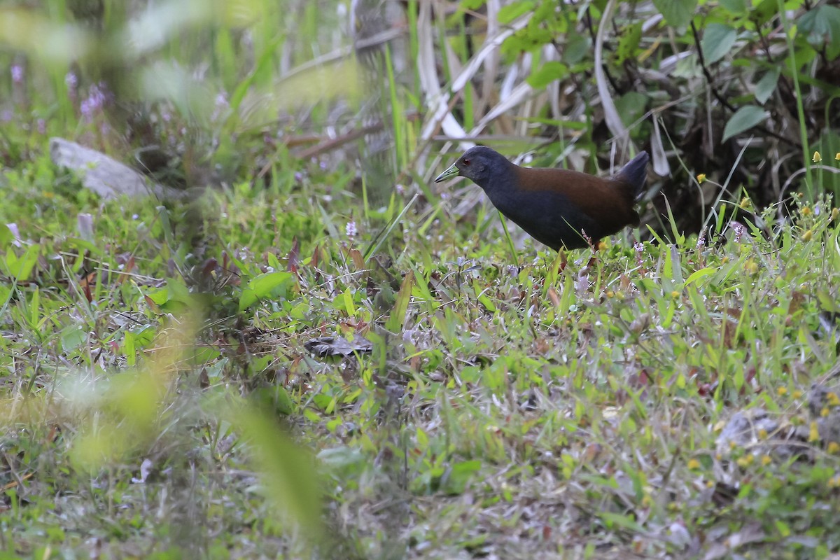 Black-tailed Crake - ML647679775