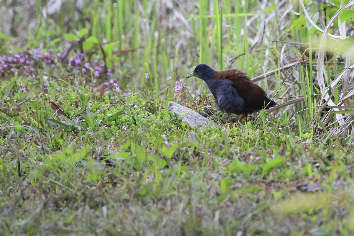 Black-tailed Crake - ML647679776
