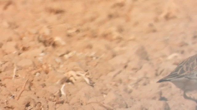 חופמי ערבה - ML647679777