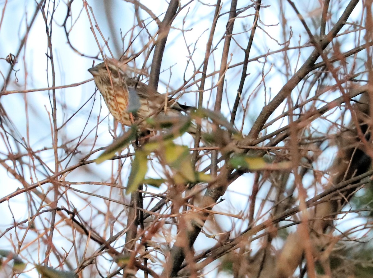Purple Finch - ML647679778