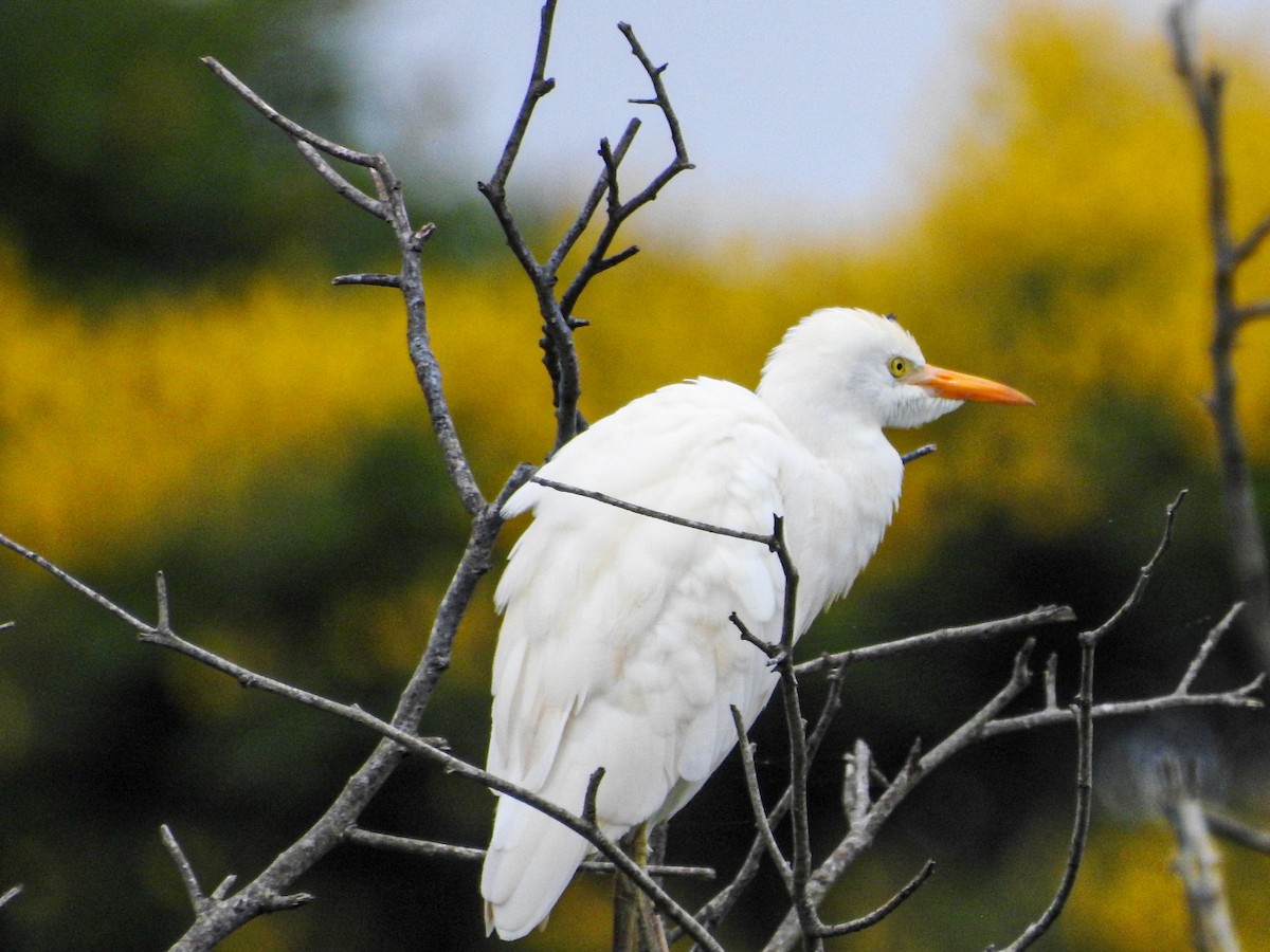 Western Cattle-Egret - ML647679779