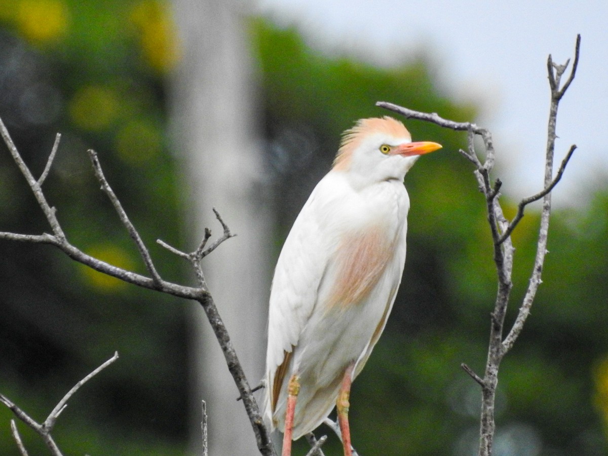 Western Cattle-Egret - ML647679780