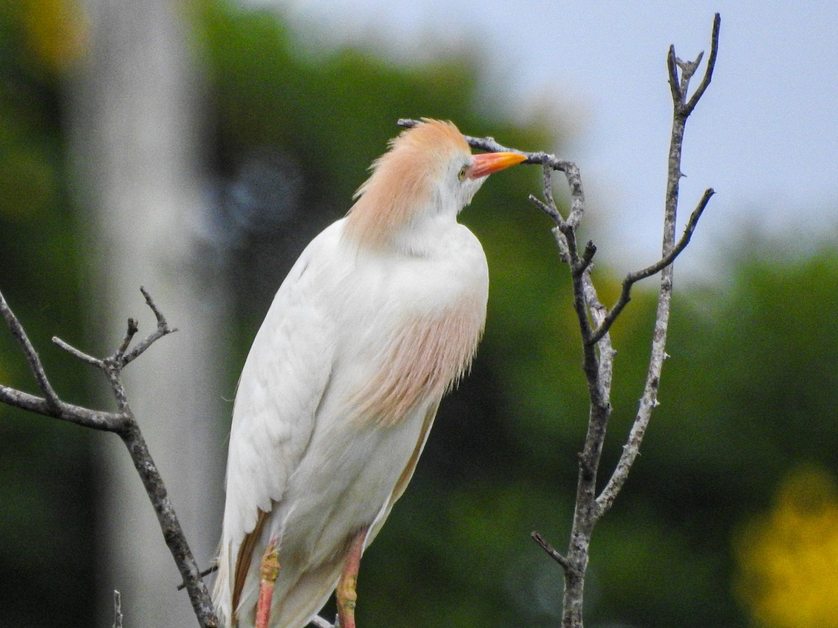 Western Cattle-Egret - ML647679781