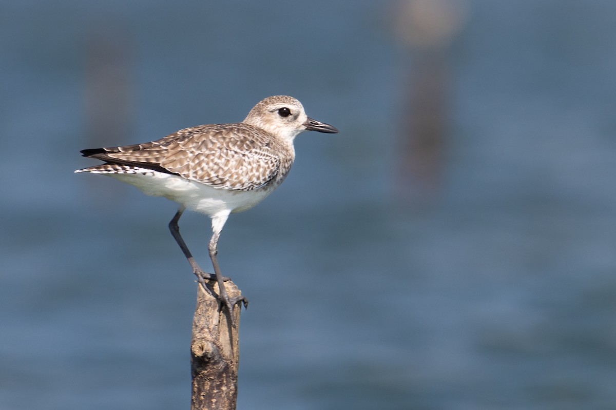 灰斑鴴 - ML647679782